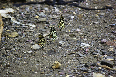 Close-up of butterfly on rock