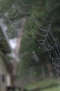 Close-up of wet spider web