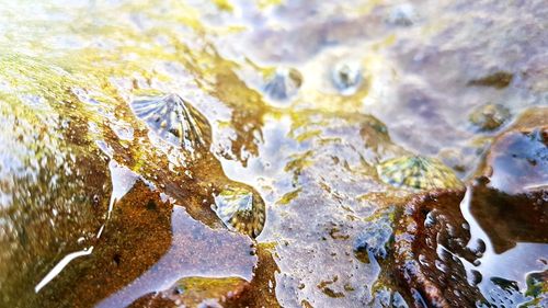 High angle view of wet rocks in sea