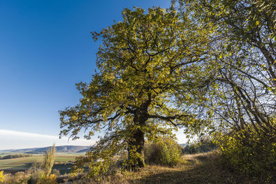 Trees on field against sky