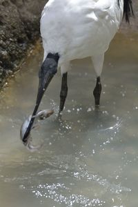 View of birds in water