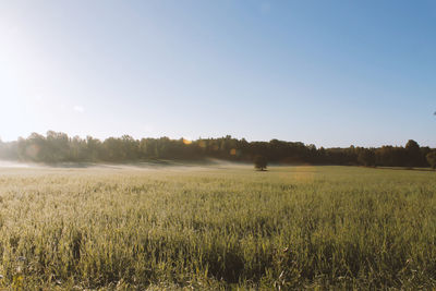 Scenic view of field against clear sky