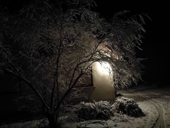 Close-up of illuminated tree during winter at night