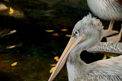 Close-up of swan swimming on lake