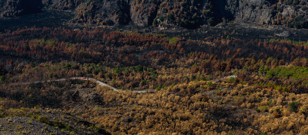 Trees on landscape