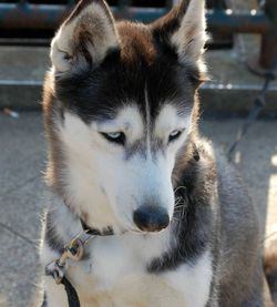 Close-up portrait of a dog