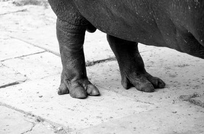 Low section of hippopotamus on footpath at zoo