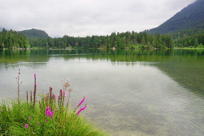 Scenic view of lake by trees against sky