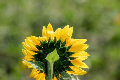 Close-up of yellow flowering plant