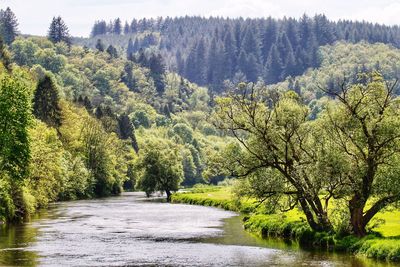Scenic view of road amidst trees in forest
