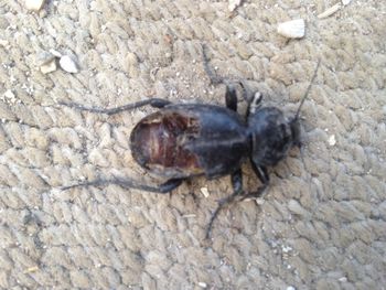 High angle view of insect on rock