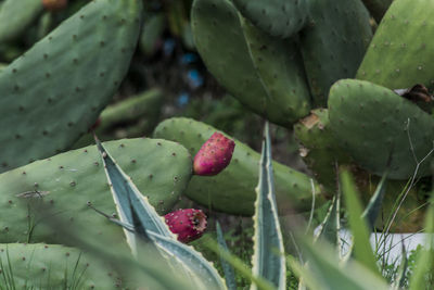 India's fig close up