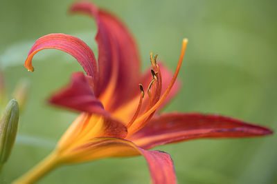 Close-up of pink lily plant