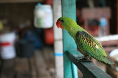 Close-up of parrot perching in cage