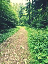 View of trees in forest