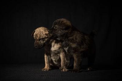 Close-up of a dog over black background