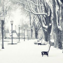 Bare trees on snow covered landscape