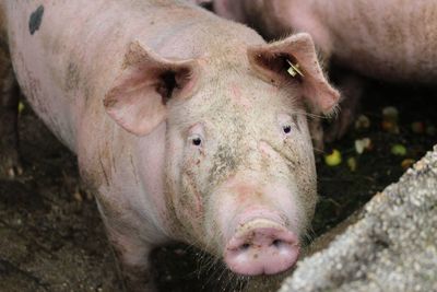Portrait of pig