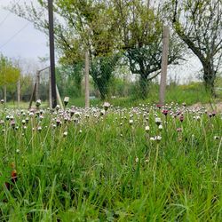 Scenic view of flowering plants and trees on field