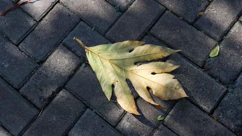 High angle view of dry leaves on sidewalk