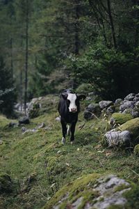 Horse standing in a field