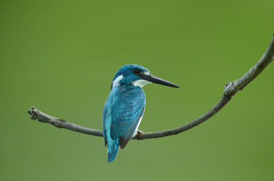 Bird perching on branch