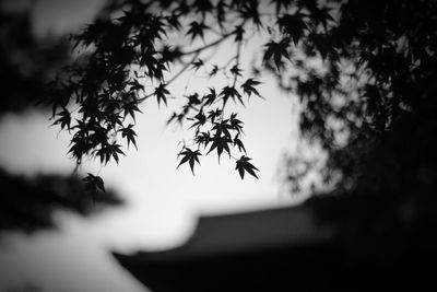 Close-up of tree against blurred background
