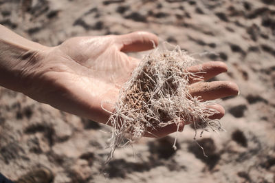 Close-up of hand holding plant