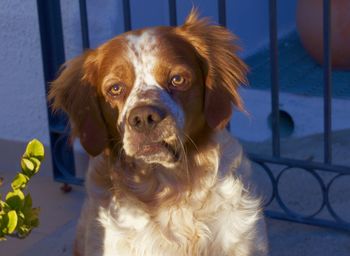 Portrait of dog