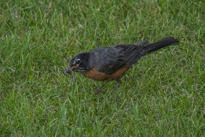 Close-up of a bird on grass