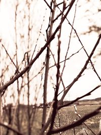 Close-up of tree against sky