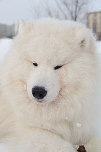 Close-up portrait of white animal on snow