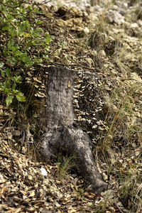 High angle view of lizard on field