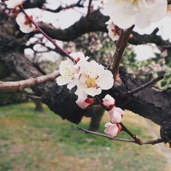 Close-up of apple blossoms in spring