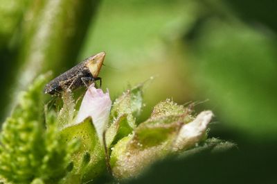 Close-up of plant against blurred background