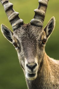 Steinbock or alpine capra ibex portrait at colombiere pass by day, france