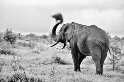 Elephant standing on land against sky