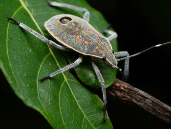 Stink bug absorbing the light