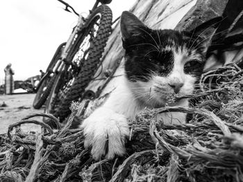 domestic cat