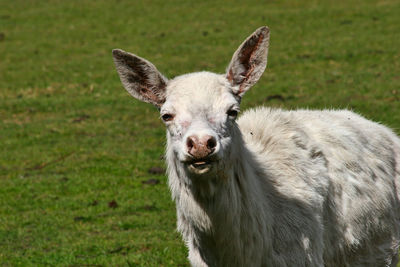 Close-up portrait of a white deer on field