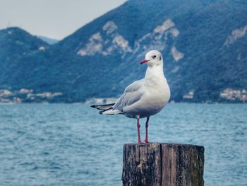 Seagull perching on wooden post