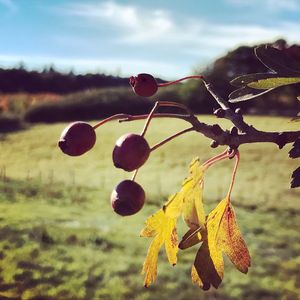 Close-up of fruits hanging on tree against sky