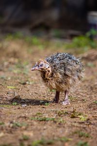 Close-up of a bird on land