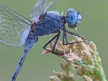 Close-up of dragonfly on plant