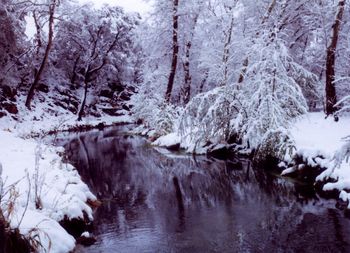 Reflection of bare trees in lake