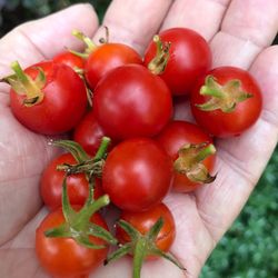 High angle view of hand holding tomatoes