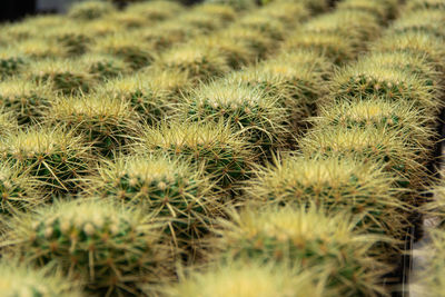 Close-up of cactus growing on field