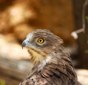 Close-up of a bird