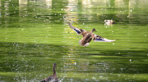Birds flying over water