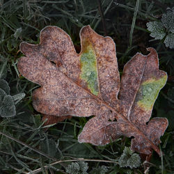 Close-up of dried maple leaves on land